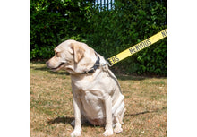 Load image into Gallery viewer, Ancol 40mm Awareness Lead NERVOUS