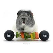 Load image into Gallery viewer, HayPigs!® Piggy Weightlifter™ - Vegetable Kebab Maker - Pets Fayre